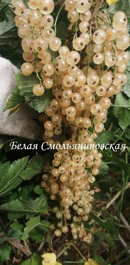 сорт смородины Белая Смоляниновская