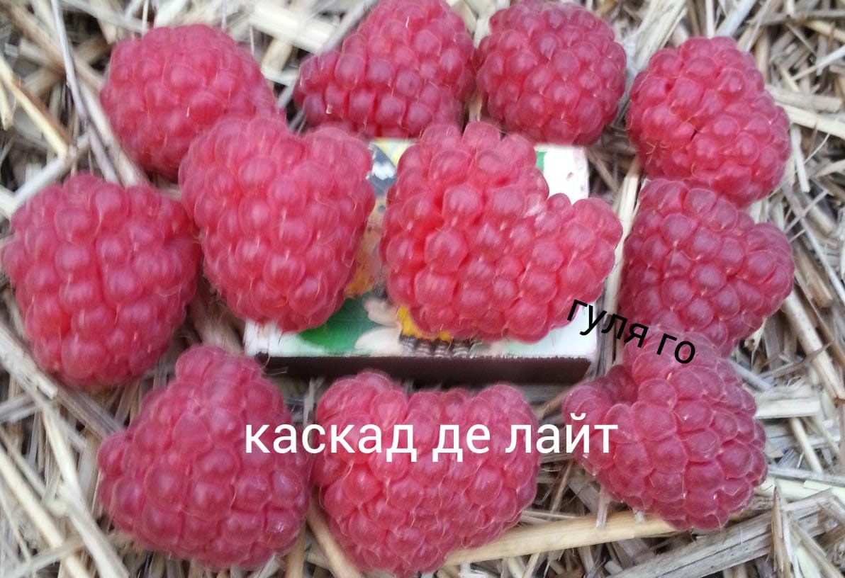 сорт малины Каскад делайт