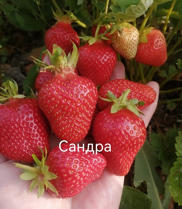 сорт клубники Сандра