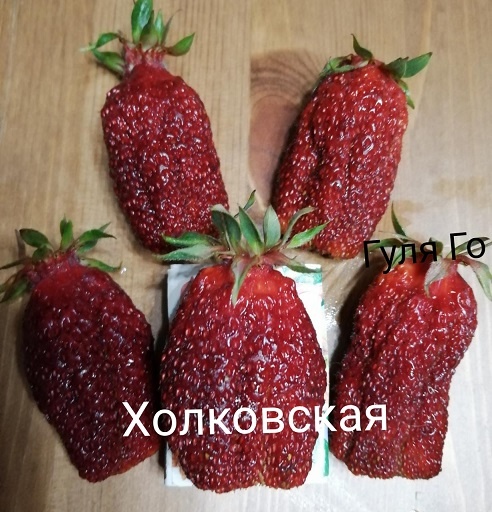 сорт земклуники Холковская