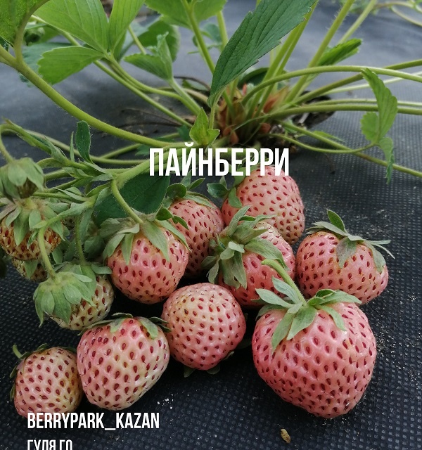 сорт клубники Пайнберри