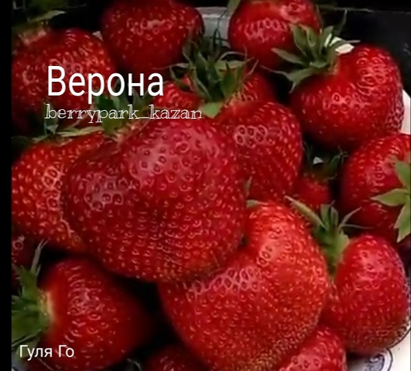 сорт клубники Верона