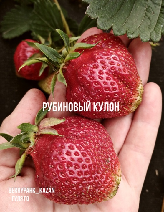 сорт клубники Рубиновый кулон